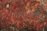 Polished Dinosaur Bone (Gembone) Section - Utah #240570-1